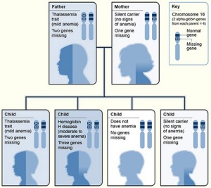 Thalassemia_alpha