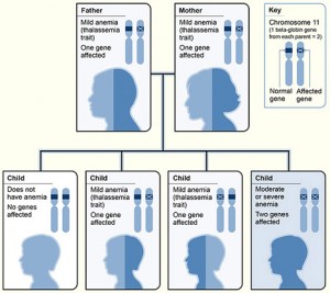 Thalassemia_beta